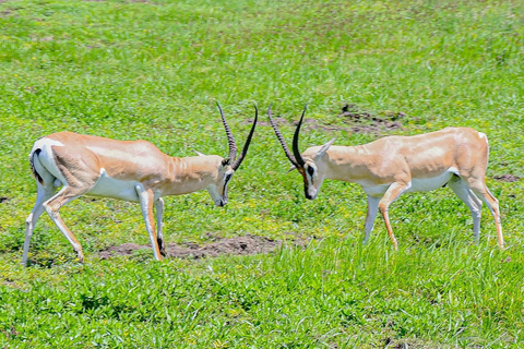 7-tägige Tansania-Safari-Tour7-tägige Safari-Tour durch Tansania