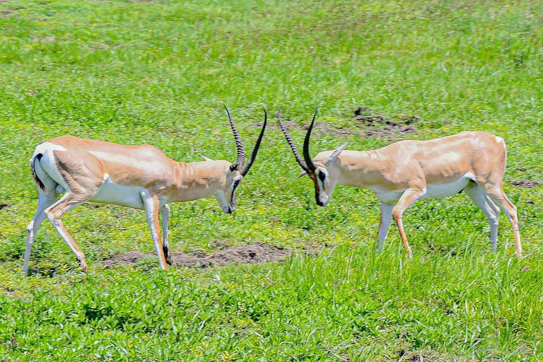 7-tägige Tansania-Safari-Tour7-tägige Safari-Tour durch Tansania