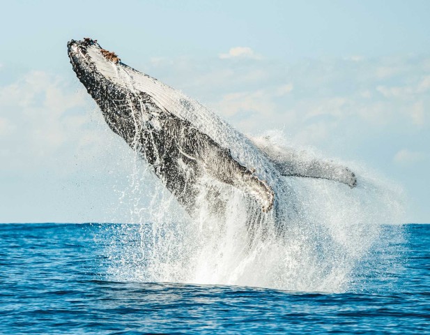 Visit Byron Bay Whale Watching Cruise with a Marine Biologist in Byron Bay, Australia