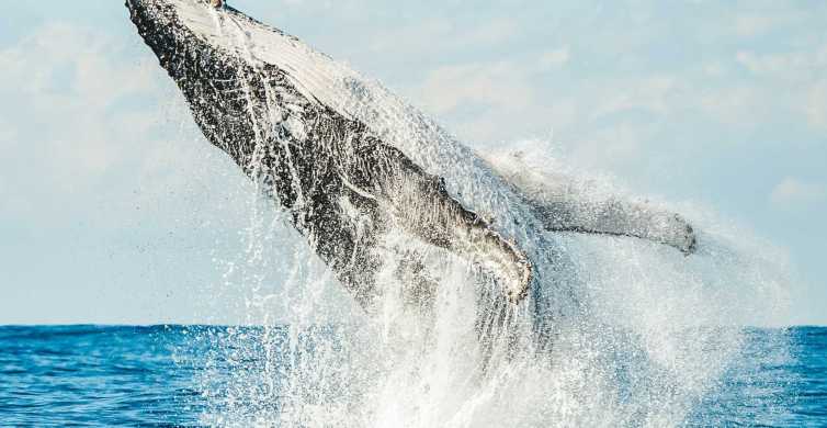 Byron Bay Premium Whale Watch Cruise with Marine Biologist