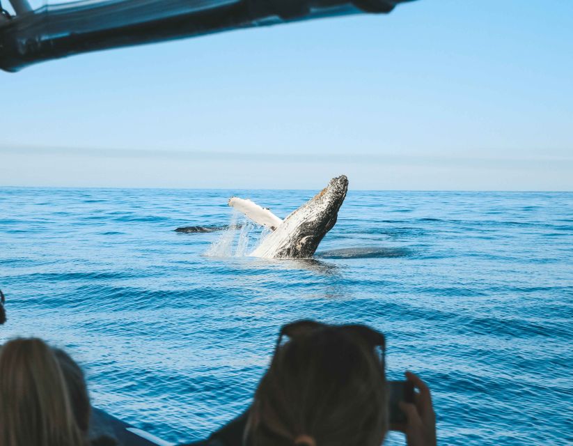 The ultimate guide to whale watching in Byron Bay