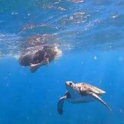 Tenerife: Snorkeling Trip in the Turtle Area