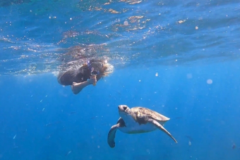 Teneryfa: Nurkowanie z rurką w siedlisku żółwi