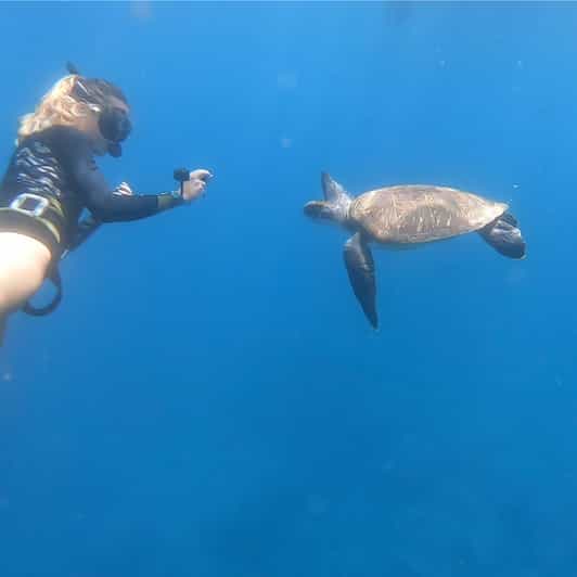 Tenerife Snorkeling Trip in the Turtle Area GetYourGuide