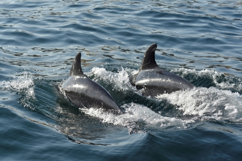 Albufeira: viaje de observación de delfines y cuevas de 2,5 horas