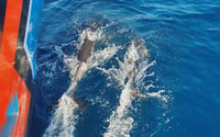 Albufeira, 2.5-Hour Dolphin Watching and Caves Trip - Housity