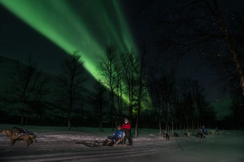 From Tromsø: Dogsledding Evening at Camp Tamok