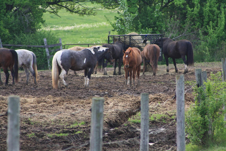 Excursión en autocaravana por el Parque Bronte Creek y a caballo