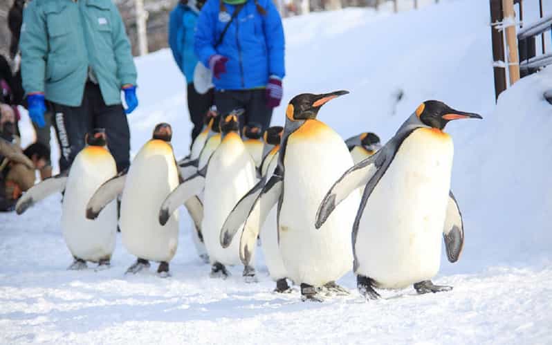 Hokkaido:Asahiyama Zoo,Furano,Beiei Blue Pond 1 Day Tour