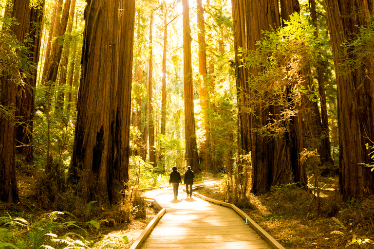 San Francisco: Muir Woods och Sausalito Experience