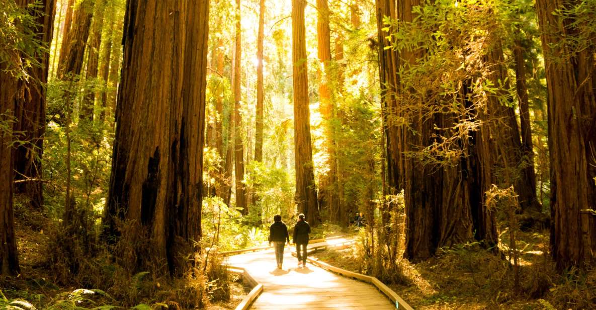 San Francisco: Muir Woods and Sausalito Experience