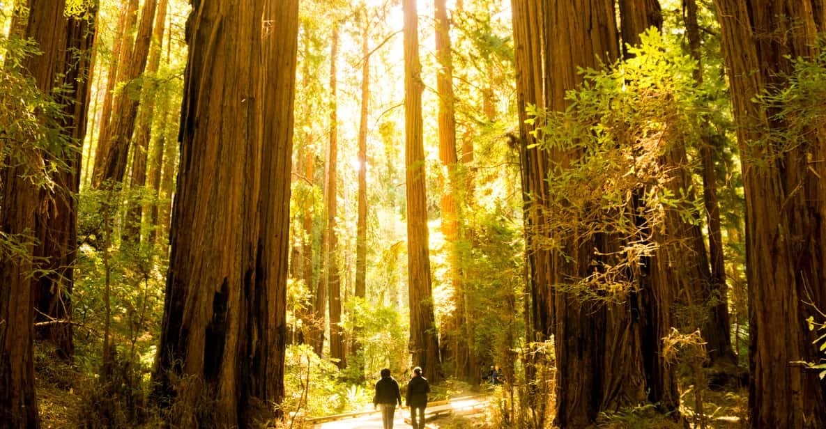 San Francisco: Muir Woods and Sausalito Experience