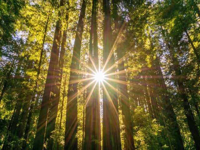 San Francisco: experiencia en Muir Woods y Sausalito