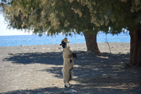 Southern Crete: Land Rover Safari With Lunch and Wine