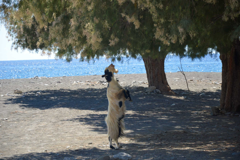 Creta meridionale: safari in Land Rover con pranzo e vino