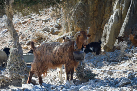 Creta meridionale: safari in Land Rover con pranzo e vino