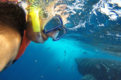 Quintana Roo: pływanie z rekinami wielorybimi, prywatna wycieczka łodzią i lunch
