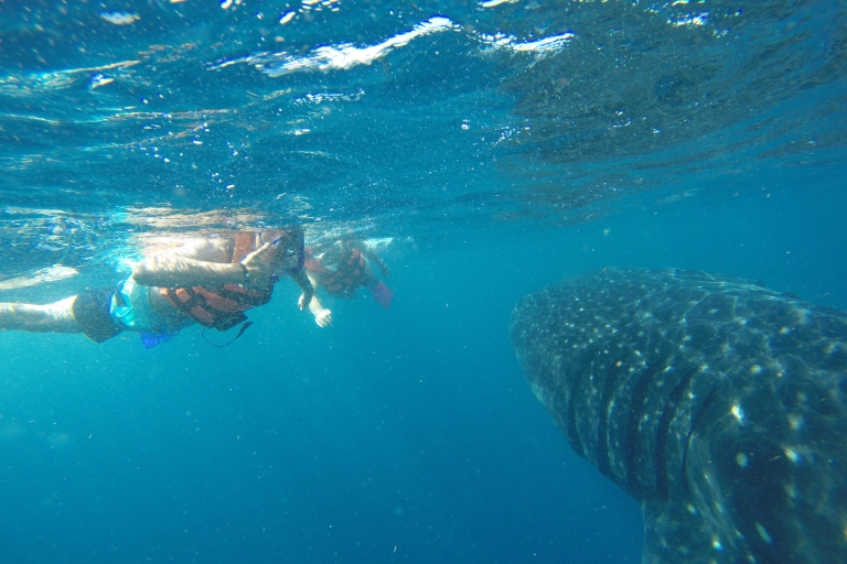 Quintana Roo: Whale Shark Swim, Private Boat Trip, and Lunch