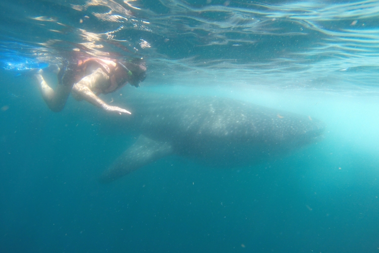 Quintana Roo: nado con tiburones ballena, paseo en barco privado y almuerzo