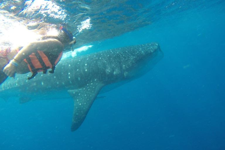 Quintana Roo: nado con tiburones ballena, paseo en barco privado y almuerzo