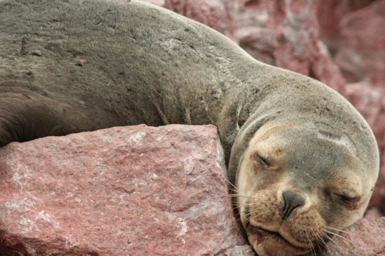 From Lima 2 days 1 night, Ballestas,Huacachina &amp; Nazca linesFrom Lima: 2 Days Ica and Nazca lines