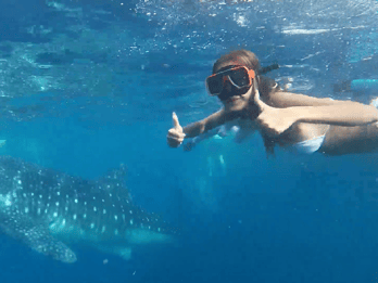 Cebu: Oslob Walhai und Moalboal Schnorcheltour