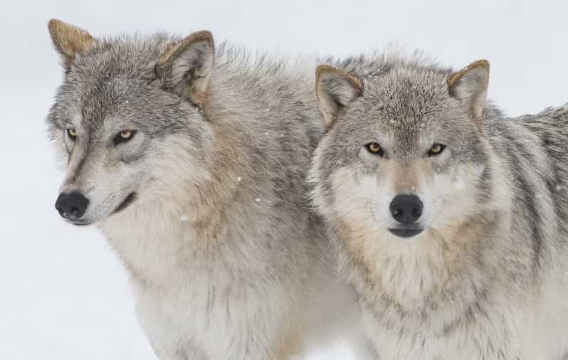 Anchorage: Alaska Wildlife Discovery Tour | GetYourGuide