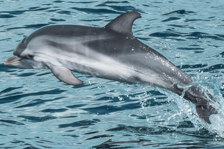 Lagos: Båttur med marinbiologer för delfinskådning