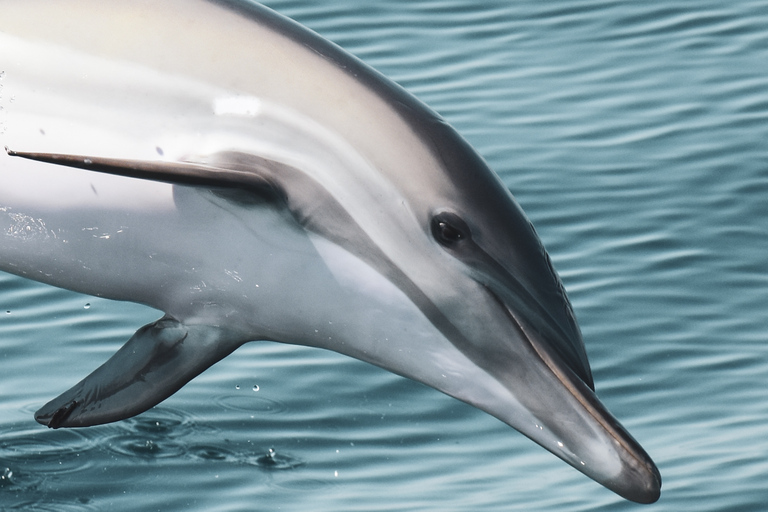 Lagos: Båttur med marinbiologer för delfinskådning