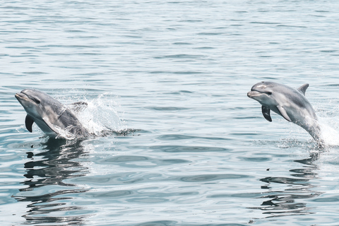 Lagos: Passeio de barco para observação de golfinhos com biólogos marinhos