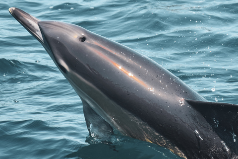 Lagos: avistamiento de delfines con biólogos marinos