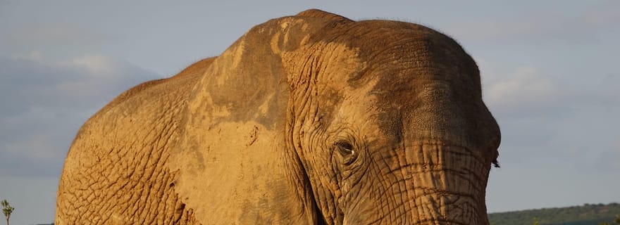 Safari privé dans le parc des éléphants d'Addo et prise en charge et retour