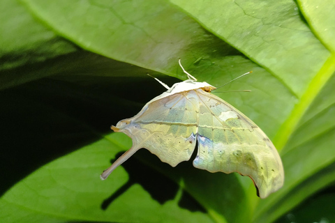 Enjoying the wild life in Monteverde