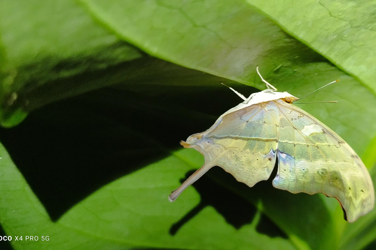 Aproveitando a vida selvagem em Monteverde