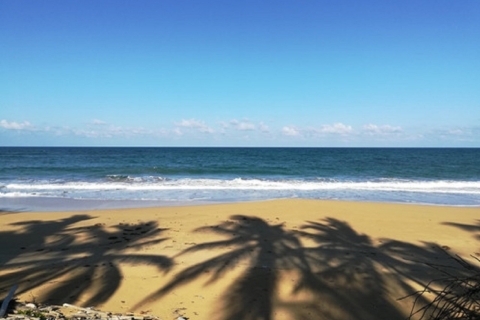 Punta Cana: visita a la plantación, monte. Redonda y visita a la playa