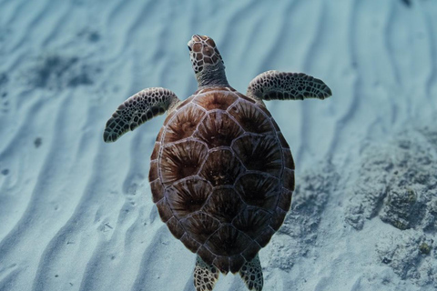 Turtle Snorkeling Aruba with Underwater video