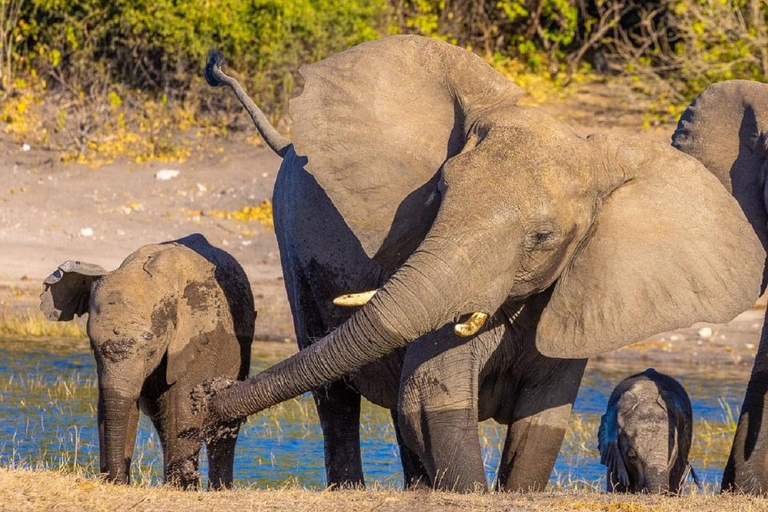 3-dniowe safari w Tanzanii w obiekcie klasy średniej3-dniowe safari w domku średniej klasy w Tanzanii