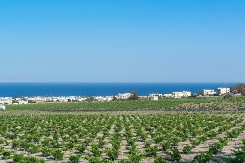Santorini: visita guiada a las bodegas con catas de vinoVisita a las bodegas de Santorini con recogida en el aeropuerto