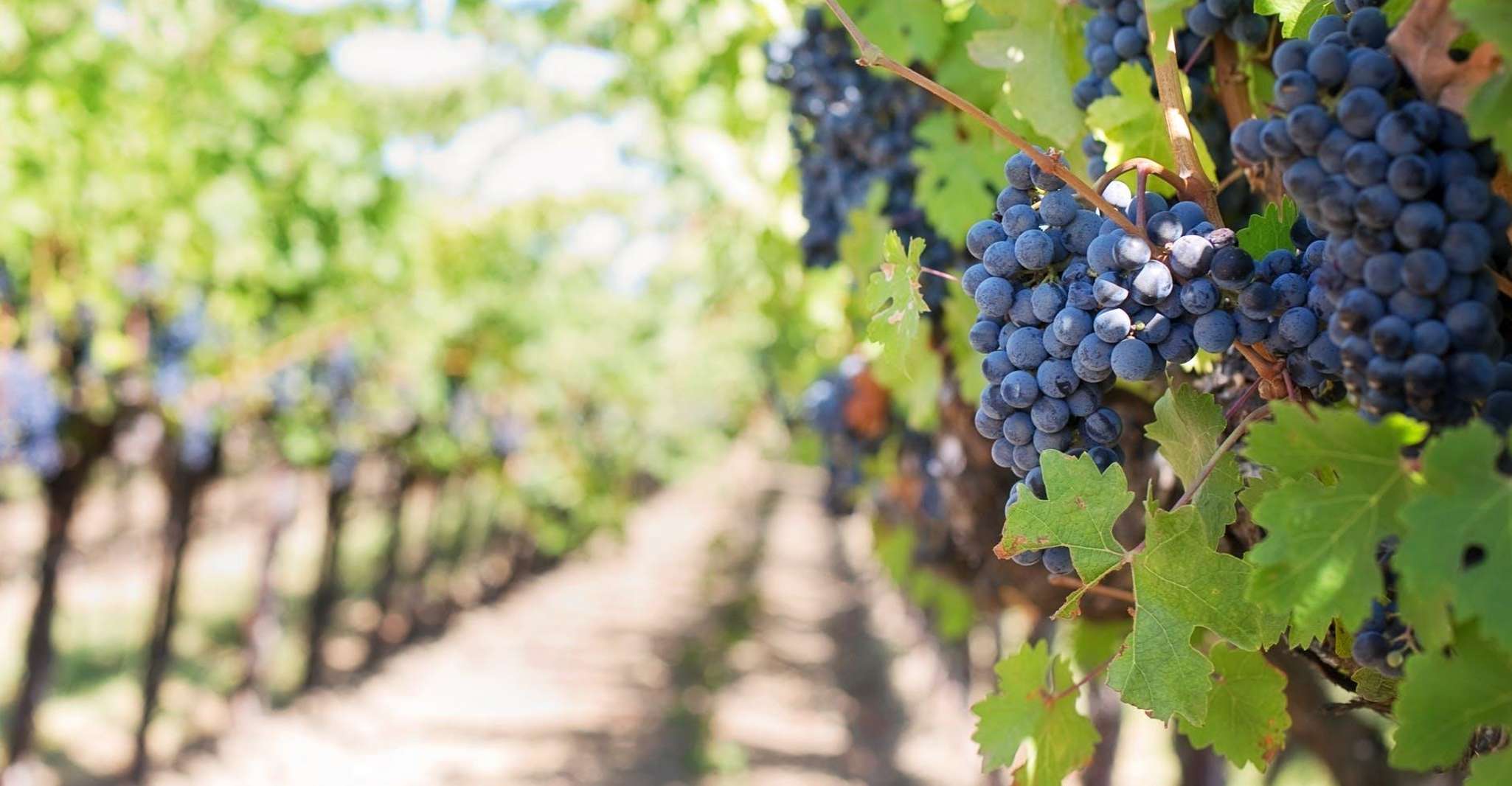 Martina Franca, Degustazione di Vino &amp; Prodotti Locali - Hizvo