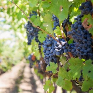 Мартина Франка: дегустация вин и местных продуктов