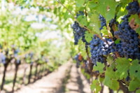 Martina Franca, Vino y Productos Locales Degustación - Hizvo