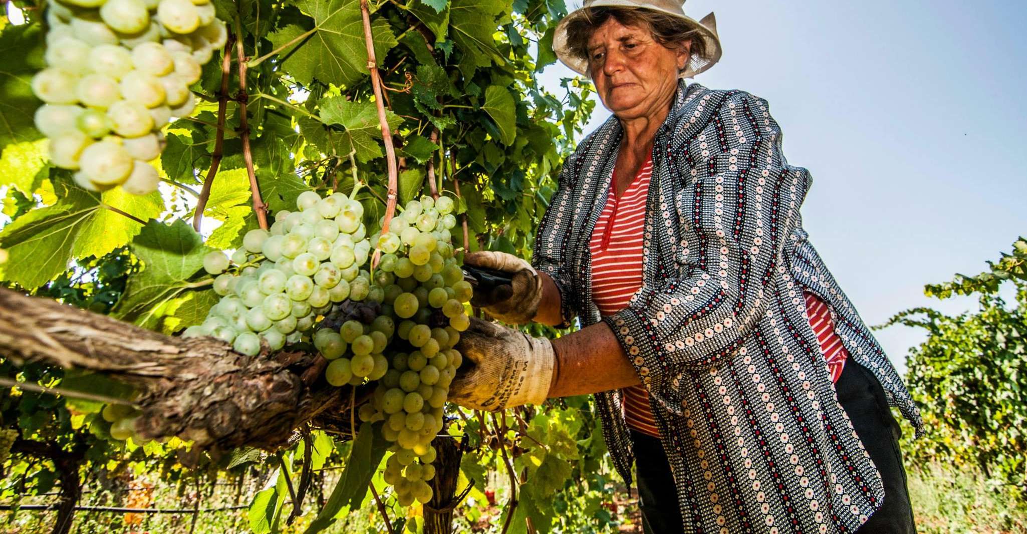 Martina Franca, Degustazione di Vino &amp; Prodotti Locali - Hizvo
