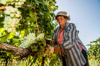 Martina Franca, Vino y Productos Locales Degustación - Hizvo