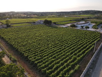 Martina Franca, Vino y Productos Locales Degustación - Hizvo