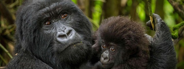 Day trip: Gorilla trekking in Musanze