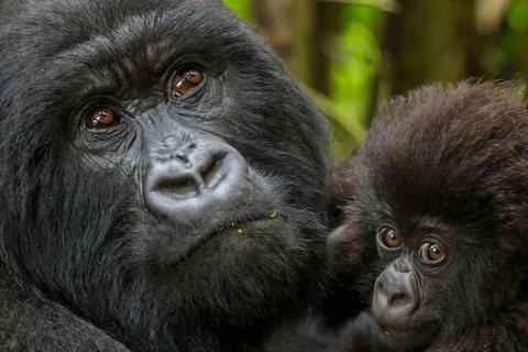 Tagestour: Gorillatrekking in Musanze