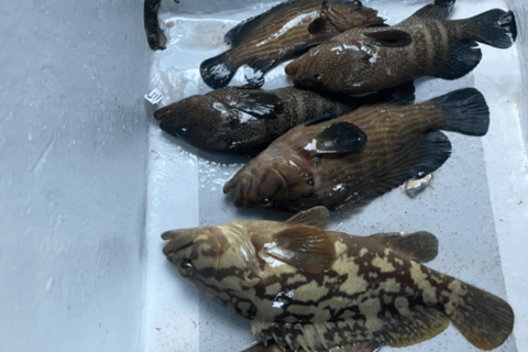 Langkawi: Kilim Geoforest Mangrove Tour with Fishing Trip Mangrove tour & Fishing 1-9 person