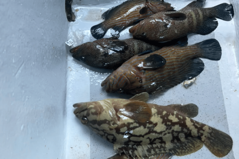 Langkawi: Kilim Geoforest Mangrove Tour with Fishing Trip Mangrove tour & Fishing 1-9 person