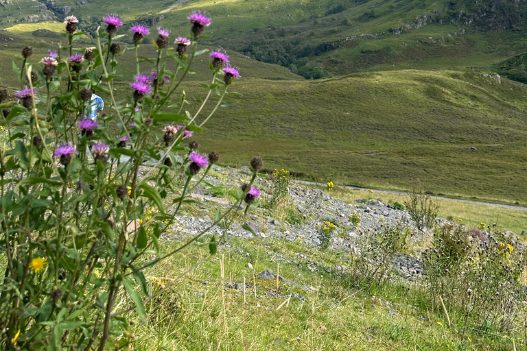 From Edinburgh: Glenfinnan, Fort William and Highland Cows