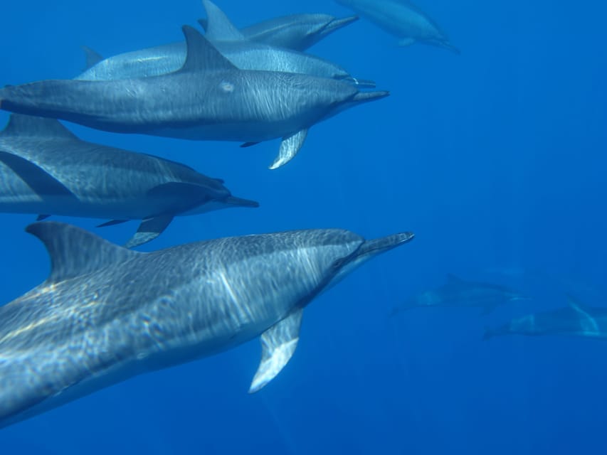 Moorea: Sea Scooter Snorkeling Tour | GetYourGuide